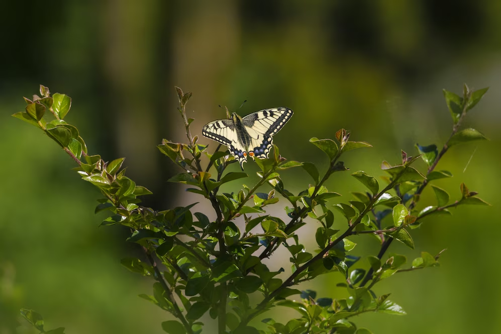 Butterflies On Trees