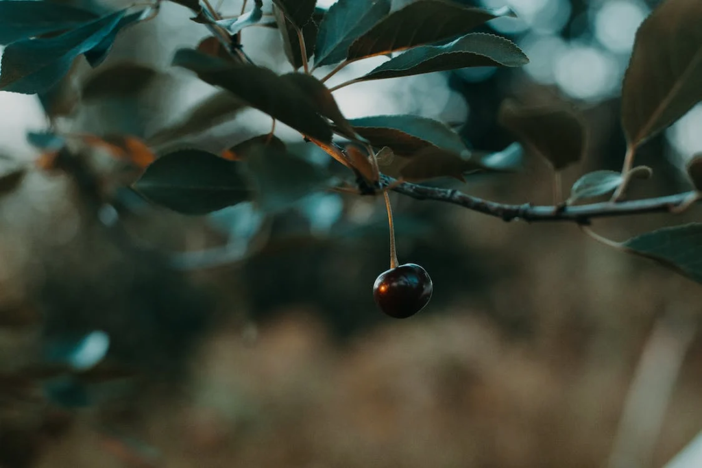 Black Cherry Trees