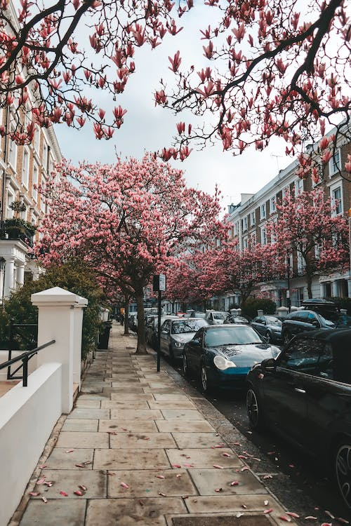 Sweetbay Magnolia Trees