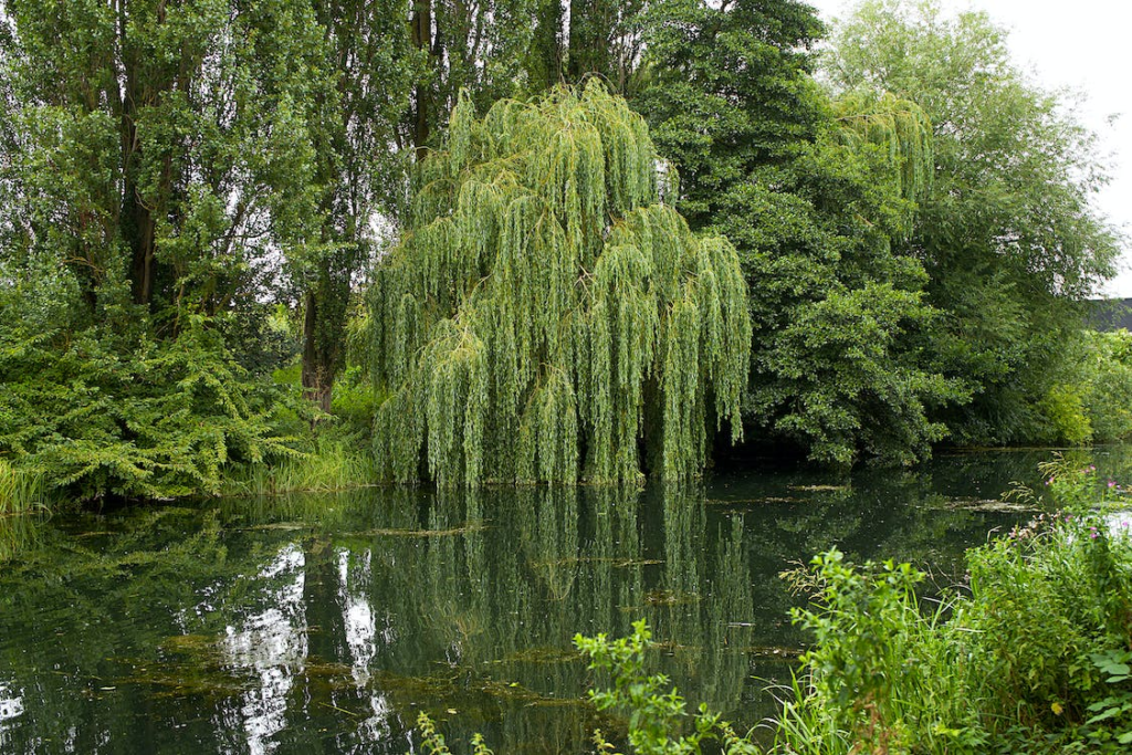 Willow Trees