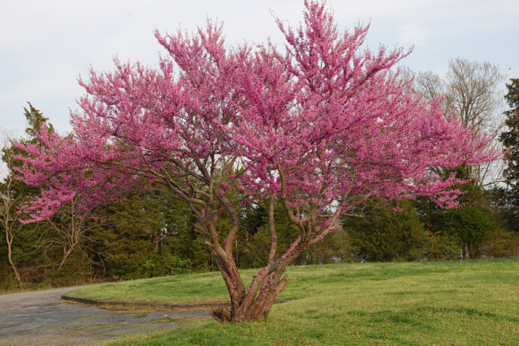 Redbud Trees