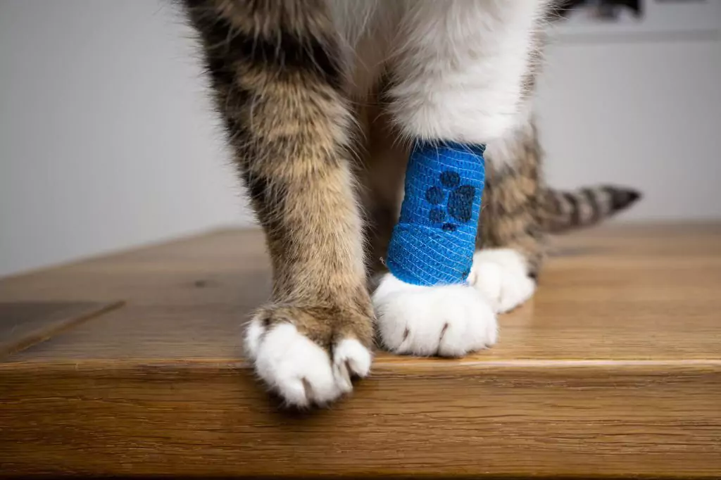How To Reduce Swelling From Tight Bandage Cat