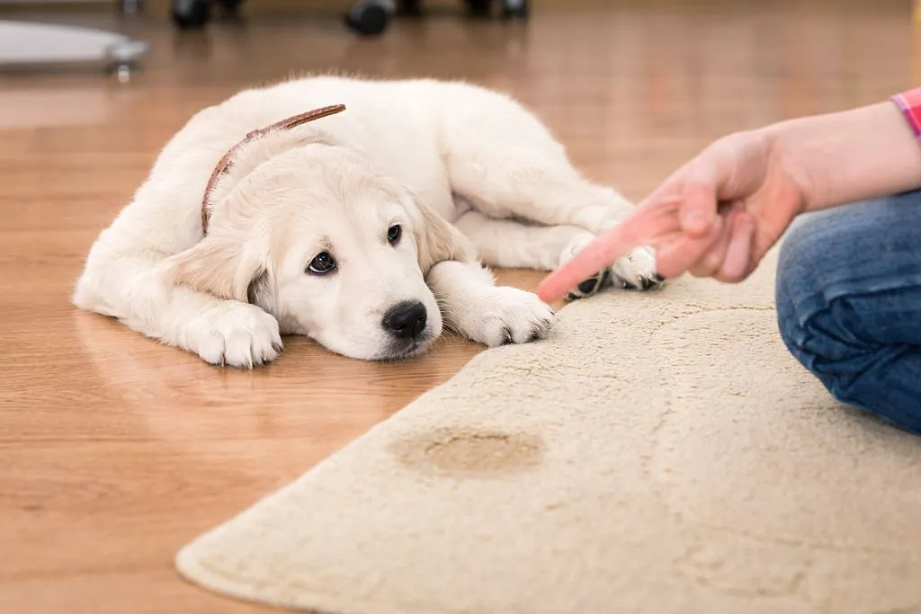 How to Solve Submissive or Excitement Peeing in Dogs