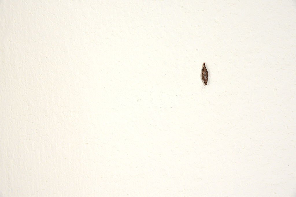 How To Get Rid Of Plaster Bagworms In My House