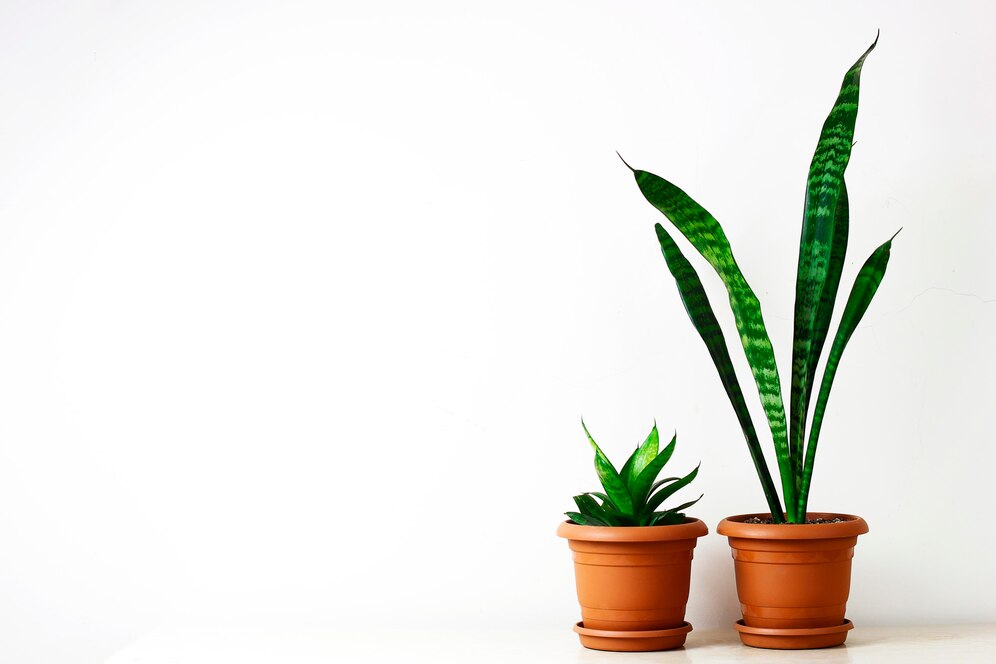 Tall Indoor Plants Low Light