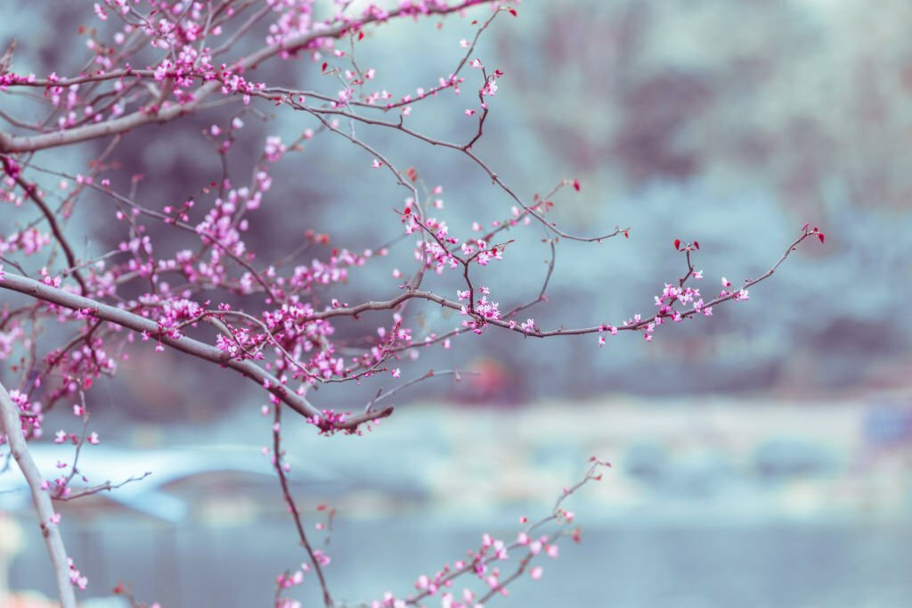 Weeping Redbud