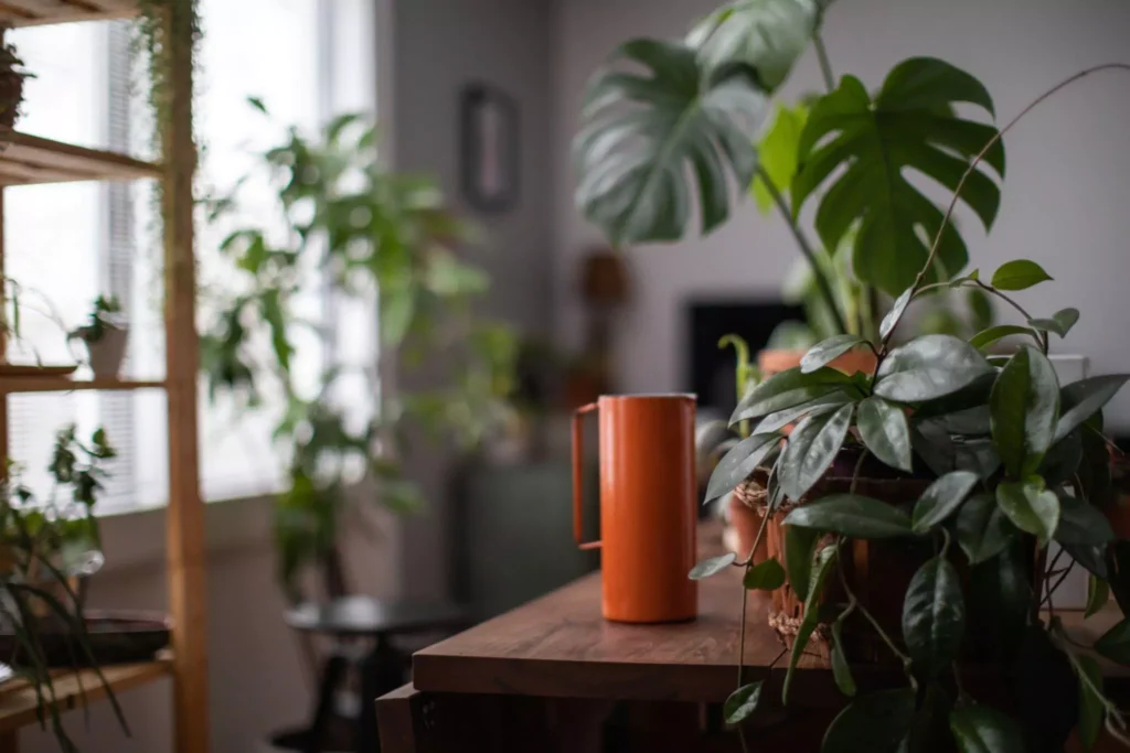 Indoor Plants that Like Shade