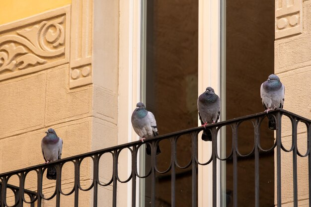 How To Get A Bird Out Of A Building